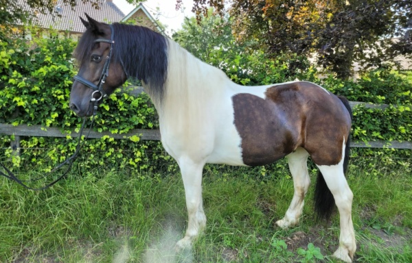 Verpletteren Vervreemden Grit Paarden en Pony's te koop Archieven - RT Stables